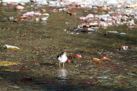 Breeding Plumage 

Running Eagle Falls