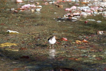 Breeding Plumage 

Running Eagle Falls