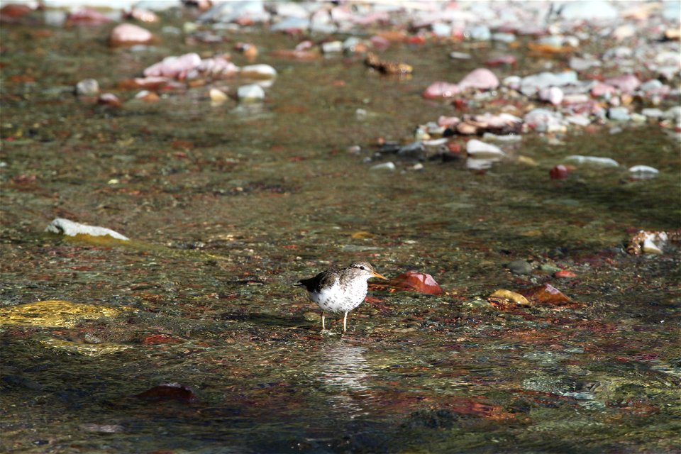 Breeding Plumage 

Running Eagle Falls