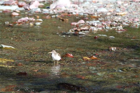 Breeding Plumage 

Running Eagle Falls