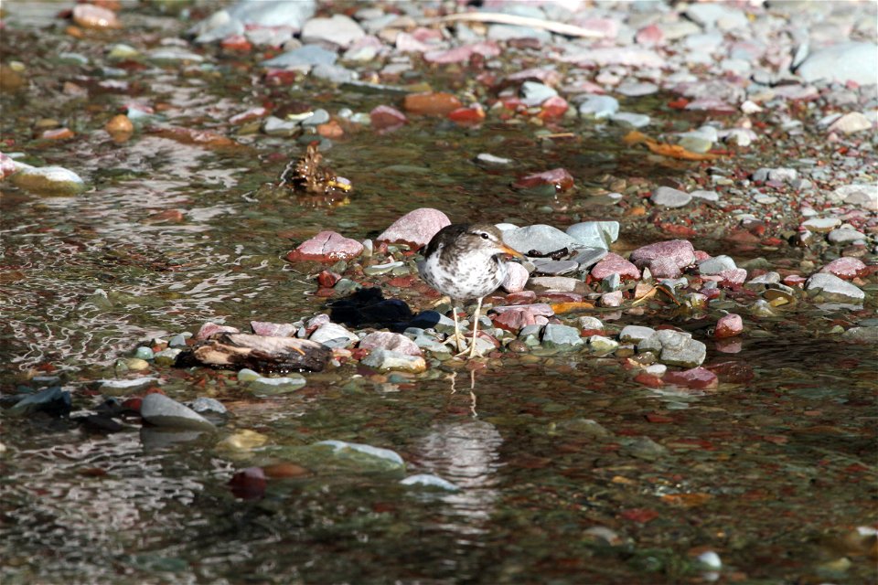 Breeding Plumage 

Running Eagle Falls