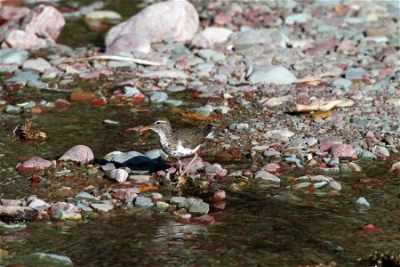 Breeding Plumage 

Running Eagle Falls