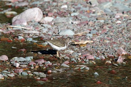 Breeding Plumage 

Running Eagle Falls