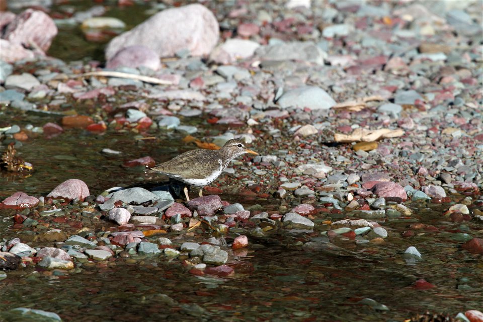 Breeding Plumage 

Running Eagle Falls