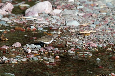 Breeding Plumage 

Running Eagle Falls
