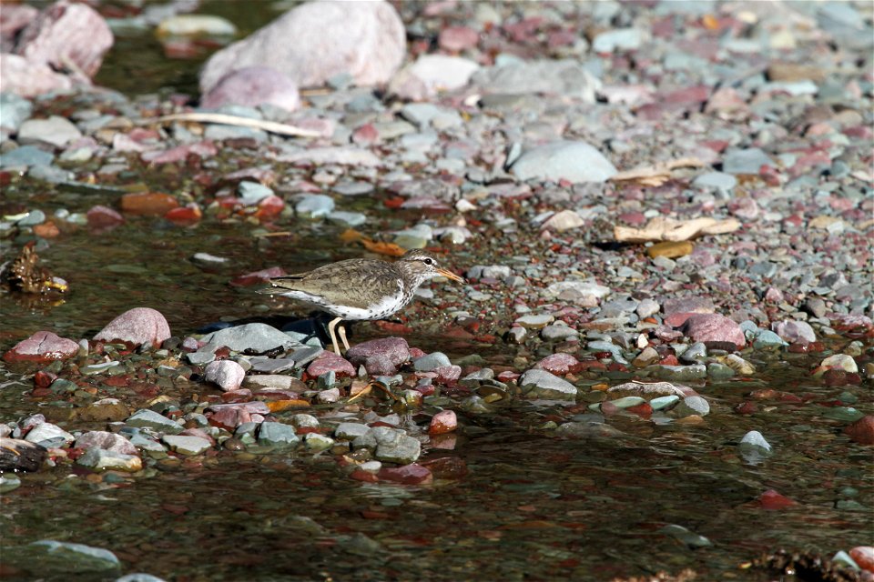 Breeding Plumage 

Running Eagle Falls