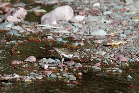 Breeding Plumage 

Running Eagle Falls
