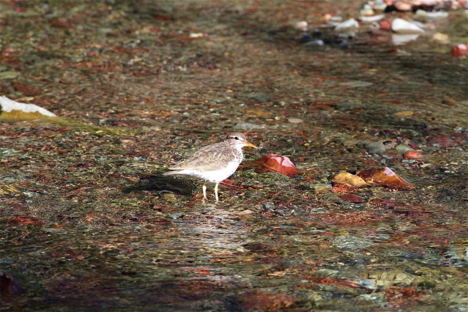 Breeding Plumage 

Running Eagle Falls