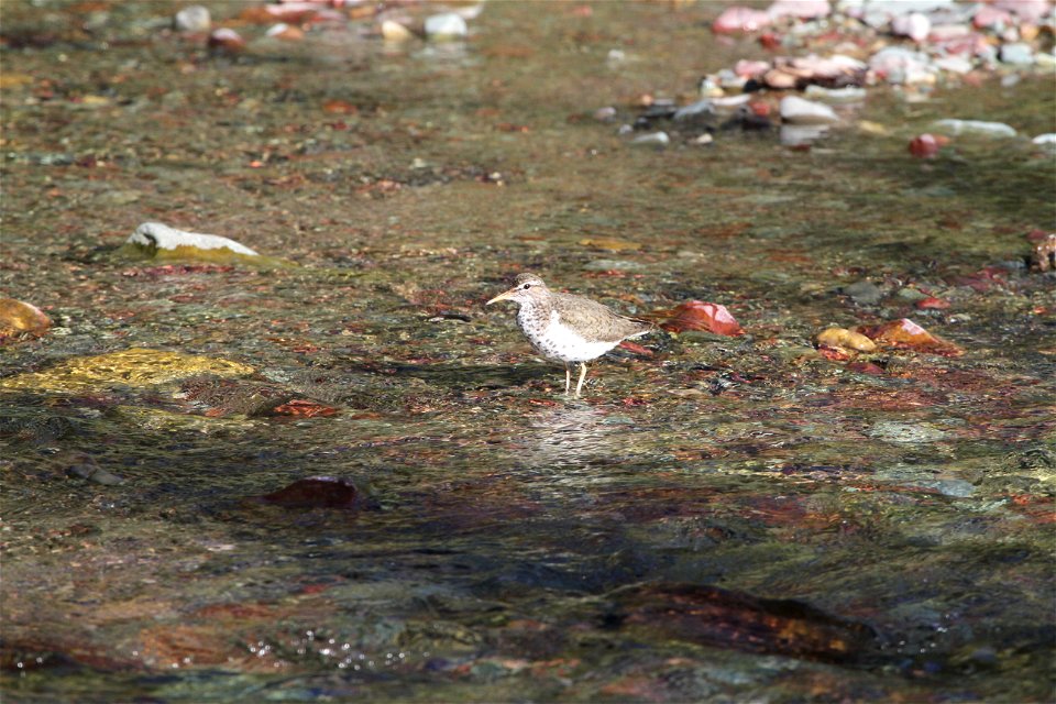 Breeding Plumage 

Running Eagle Falls