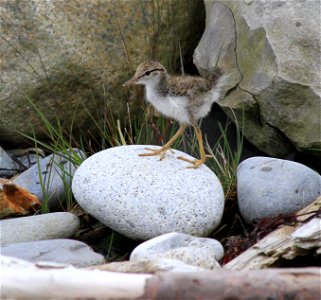 Metinic Island, Maine Coastal Islands NWR. Summer with the Seabirds blog: http://mainecoastalislands.wordpress.com/2010/07/23/metinic-island-a-glimpse-into-our-nesting-season/ Credit: Brette Soucie/US photo