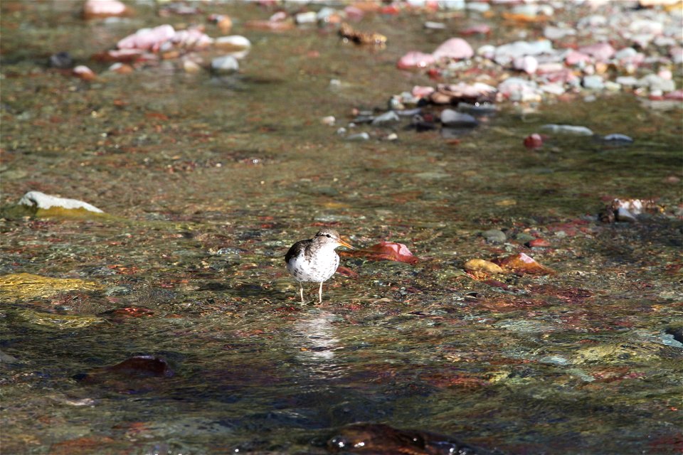 Breeding Plumage 

Running Eagle Falls