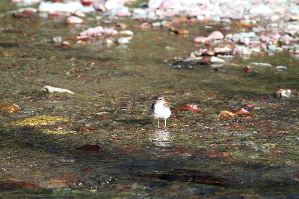 Breeding Plumage 

Running Eagle Falls