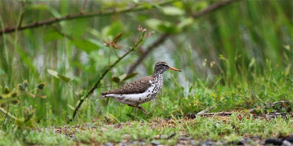 Spotted Sandpiper You are free to use this image with the following photo credit: Peter Pearsall/U.S. Fish and Wildlife Service photo