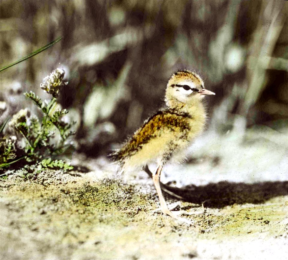 A Young Spotted Sandpiper
