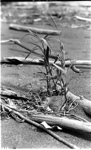 Spotted Sandpiper on nest