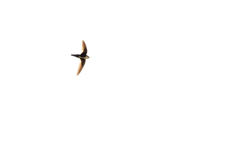 White-throated swift (Aeronautes saxatalis) along the Gardner River