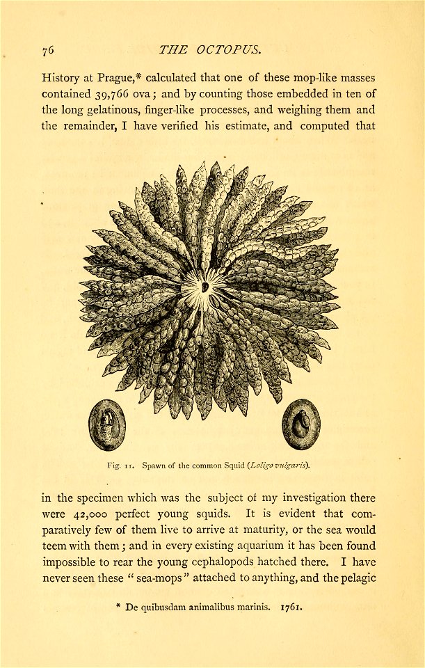 The octopus : or, the "devil-fish" of fiction and of fact / by Henry Lee ... with illustrations.