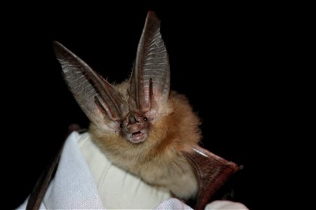 Townsend's big-eared bat (Corynorhinus townsendii)

photo credit: Ann Froschauer/USFWS
