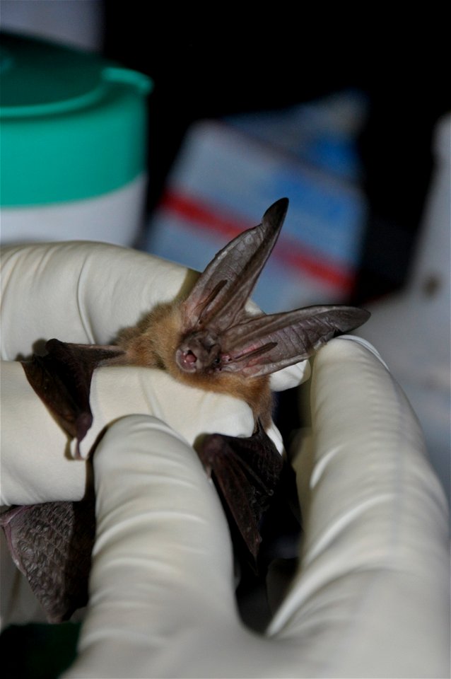 Researcher inspects Townsend's big-eared bat (Corynorhinus townsendii)

photo credit: Ann Froschauer/USFWS