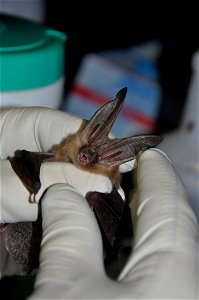 Researcher inspects Townsend's big-eared bat (Corynorhinus townsendii)

photo credit: Ann Froschauer/USFWS