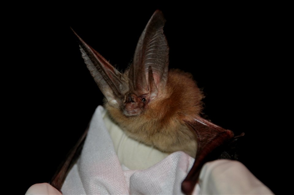 Townsend's big-eared bat (Corynorhinus townsendii)

photo credit: Ann Froschauer/USFWS