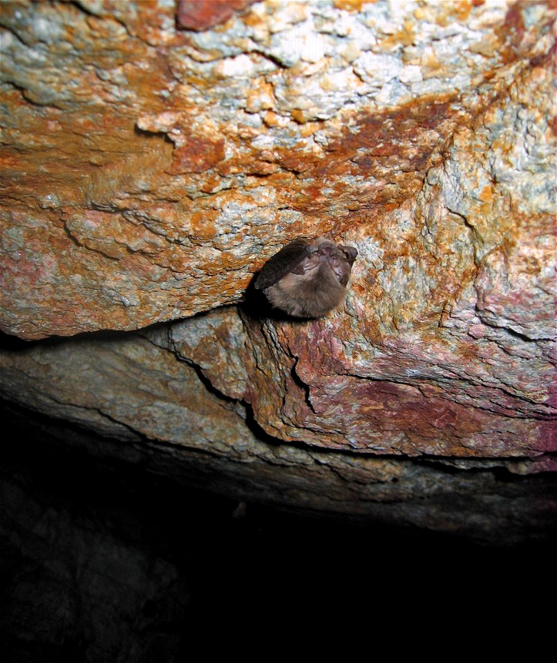 Townsends big-eared bat (Corynorhinus townsendii), Joshua Tree National Park. NPS/Kristen Lalumiere