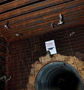 Townsend's big-eared bats exiting maternity colony site (mine) near Marble, CO

photo credit: Ann Froschauer/USFWS