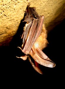 Single healthy Virginia big-eared bat in Hellhole, Pendleton County, WV Credit: Jeff Hajenga, WVDNR photo
