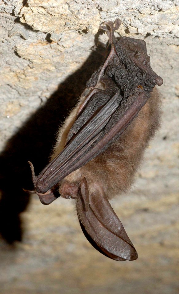 Single healthy Virginia big-eared bat in Pendleton County, WV


Credit: Craig Stihler, WVDNR
