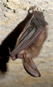 Single healthy Virginia big-eared bat in Pendleton County, WV Credit: Craig Stihler, WVDNR photo