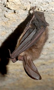 Single healthy Virginia big-eared bat in Pendleton County, WV


Credit: Craig Stihler, WVDNR