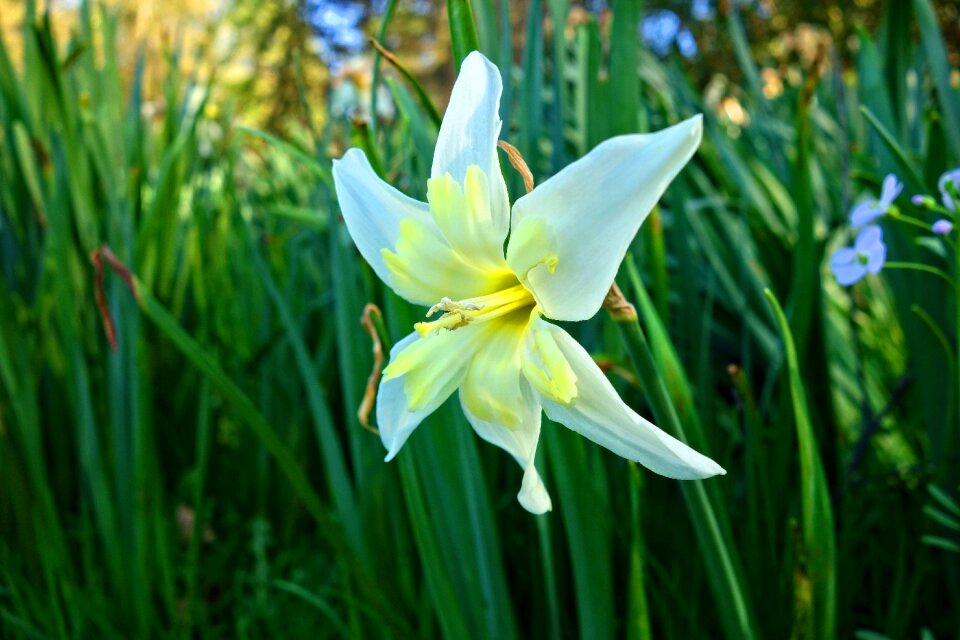 Blossom bloom white flower