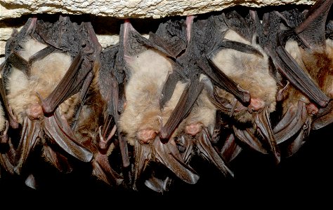 Cluster of hibernating healthy Virginia big-eared bats in Pendleton County, WV Credit: Craig Stihler, WVDNR photo