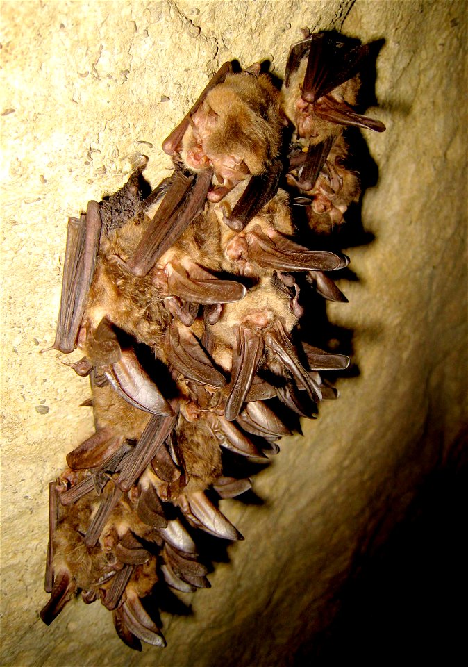 Small cluster of healthy hibernating Virginia big-eared bats in Hellhole, Pendleton County, WV


Credit: Jeff Hajenga, WVDNR