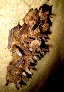 Small cluster of healthy hibernating Virginia big-eared bats in Hellhole, Pendleton County, WV Credit: Jeff Hajenga, WVDNR photo