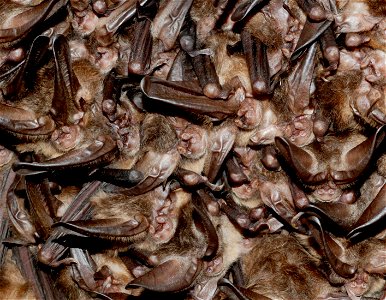 Close-up of healthy hibernating cluster of Virginia big-eared bats in Pendleton County, WV Credit: Craig Stihler, WVDNR photo