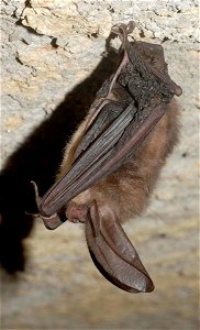 Image title: Virginia big eared bat corynorhinus townsendii
Image from Public domain images website, http://www.public-domain-image.com/full-image/fauna-animals-public-domain-images-pictures/bats-pict