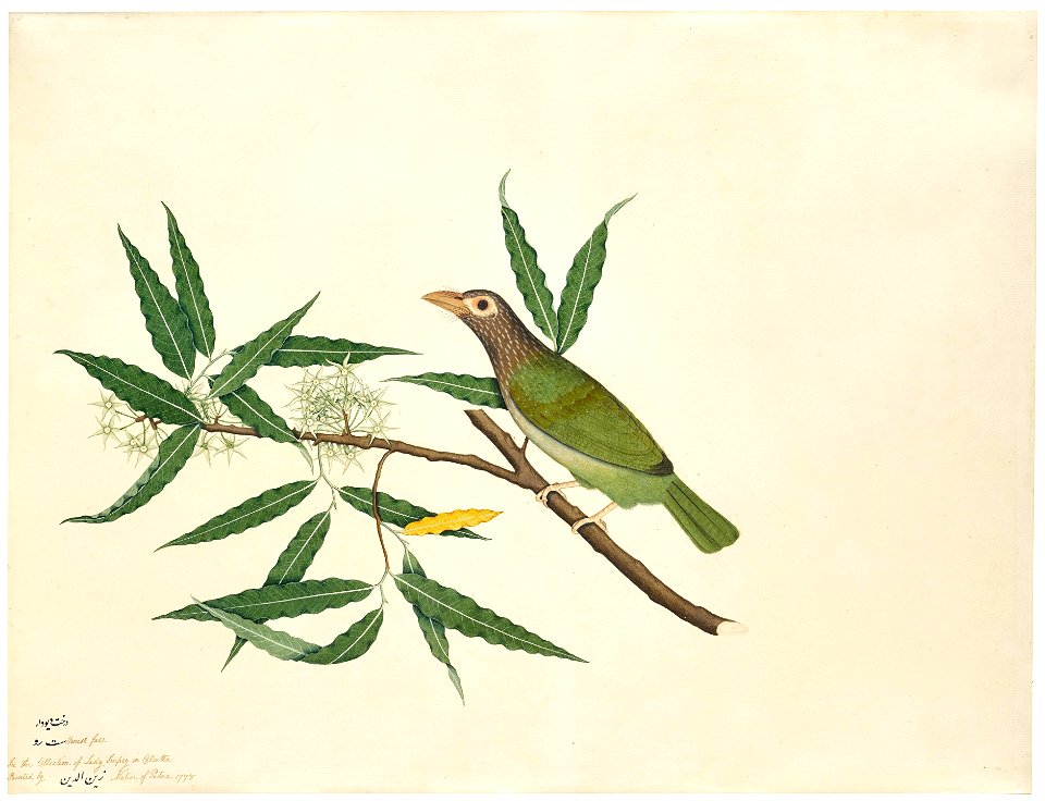 Psilopogon zeylanicus painted for Lady Impey