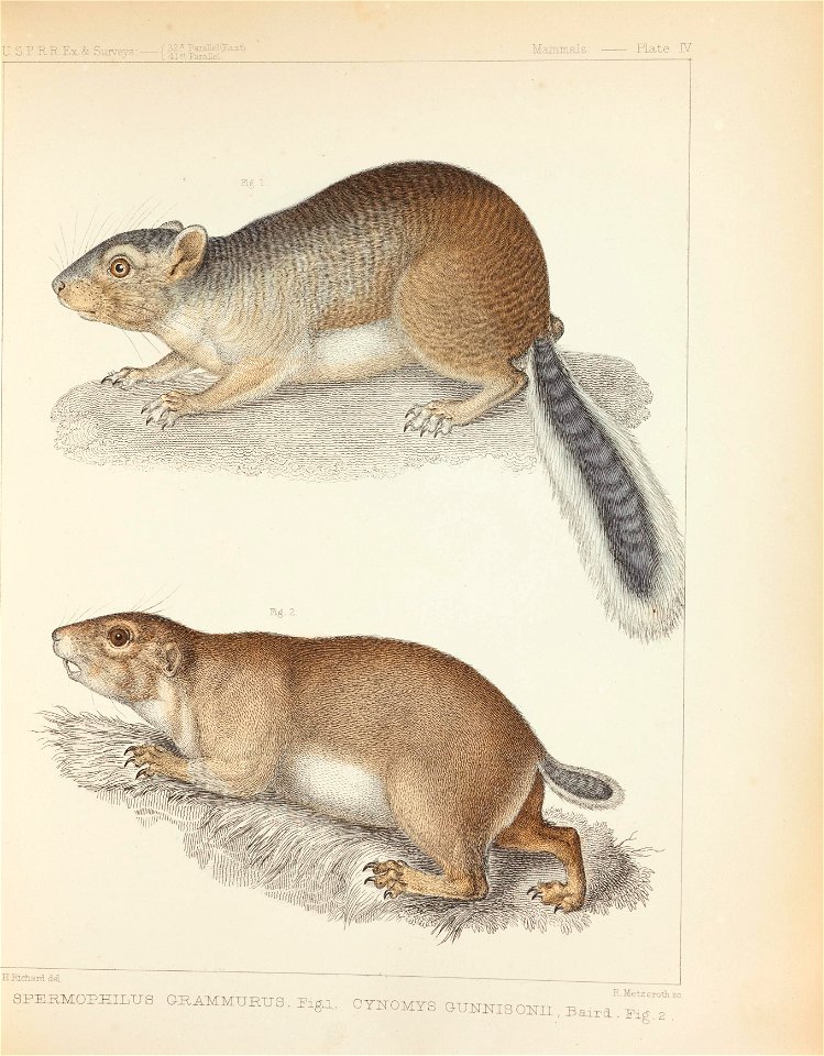 Mammals of North America; the description of species based chiefly on the collections in the Museum of the Smithsonian Institution.