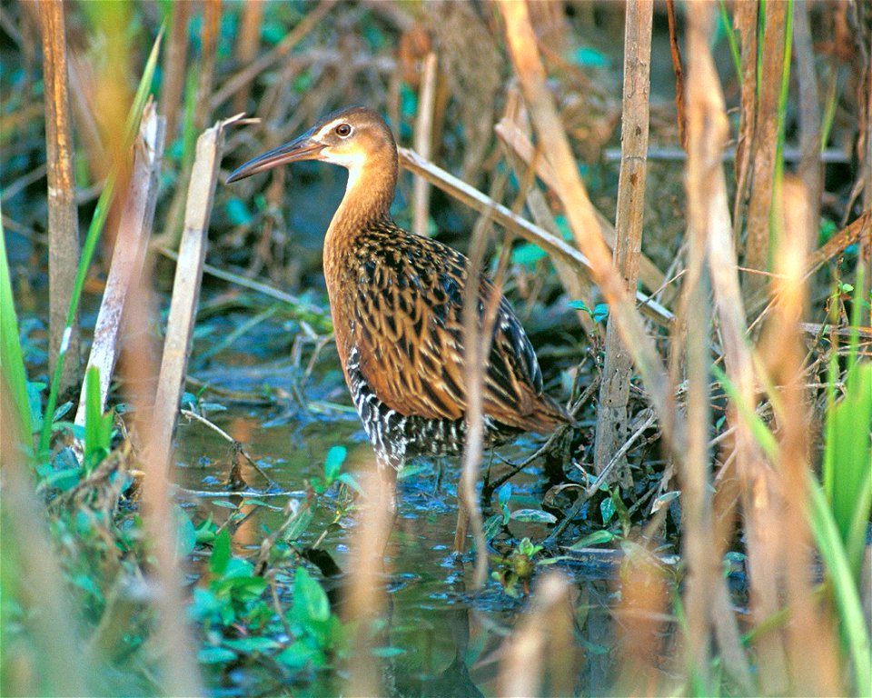 : King Rail (Rallus elegans) at Clarence Cannon National Wildlife Refuge, Pike County, Missouri