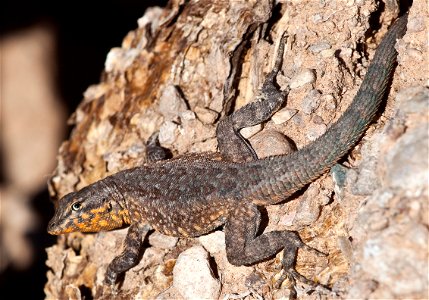 This 31,200- acre wilderness lies 55 miles west of Phoenix in western Maricopa County. The colorful escarpments of the 3,418-foot-high Sugarloaf Mountain rise steeply from the Tonopah Desert plains gi