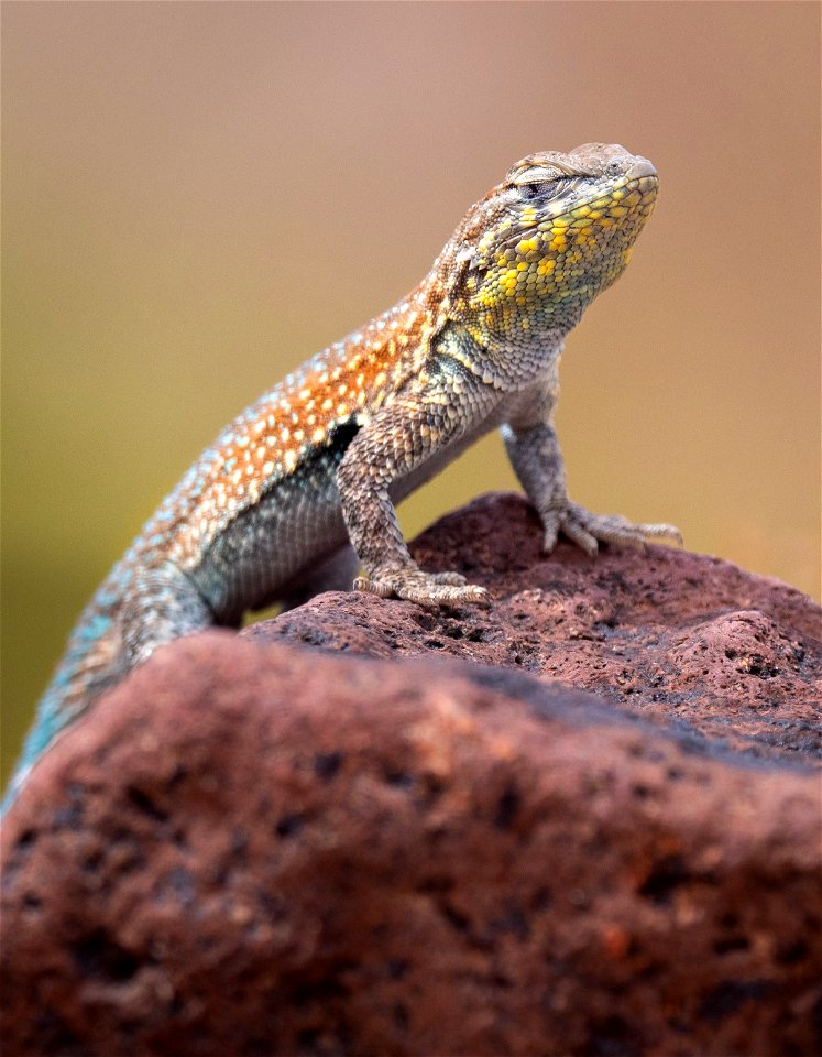 Common Side-blotched Lizard