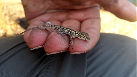 Juvenile Side-Blotched Lizard