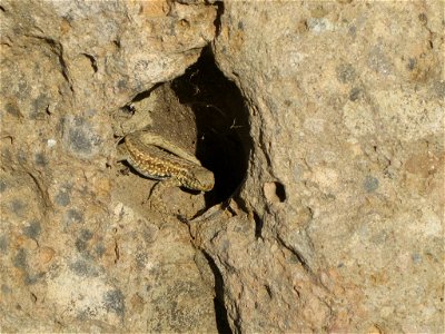 Side-Blotched Lizard photo