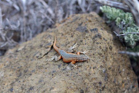 Side blotched lizard They are some of the most abundant and commonly observed lizards in the sagebrush steppe ecosystem. You are free to use this photo with the following credit: Elizabeth Materna, U photo