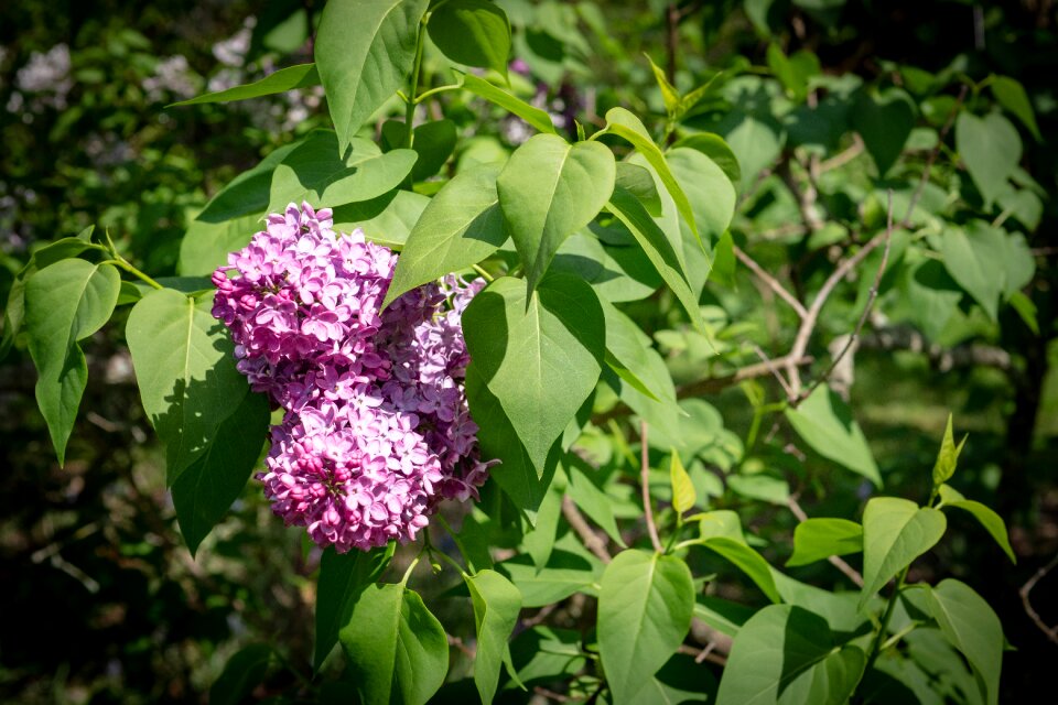 Flower spring garden