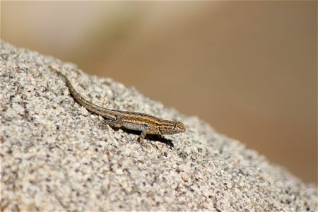Western Side-Blotched Lizard (Uta stansburiana elegans), Joshua Tree National Park. NPS/Cathy Bell photo