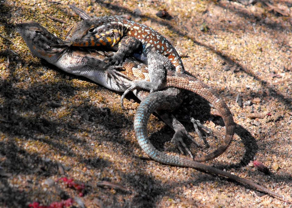 Uta stansburiana mating. Taken on the Parry Grove Trail at Torrey Pines State Reserve, San Diego, California, USA.