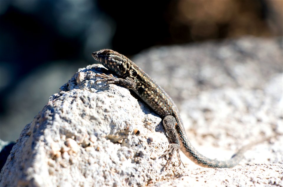 Western Side-blotched Lizard (Uta stansburiana elegans), Joshua Tree National Park. NPS/Cathy Bell photo