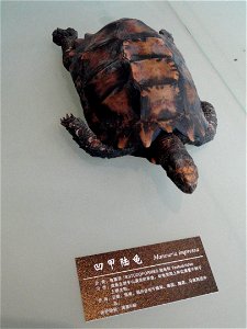 Exhibit in the Kunming Natural History Museum of Zoology (昆明动物博物馆), Kunming, Yunnan, China.